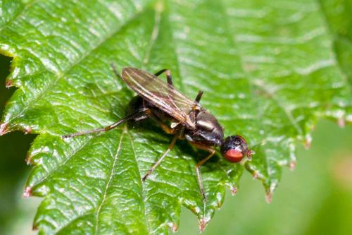Nemopoda nitidula