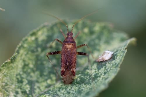 Réf. 194 031 : Phytocoris sp.