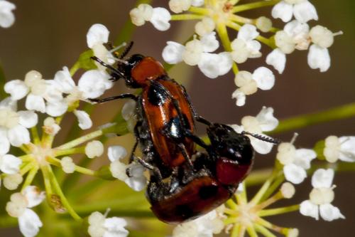 Réf. 194 029 : Coptocephala sp.