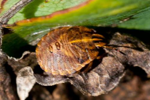 Graphosoma italicum