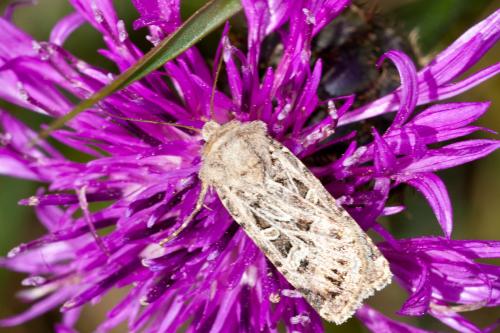 Réf. 194 410 : Chersotis sp.