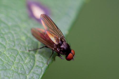 Azelia sp.