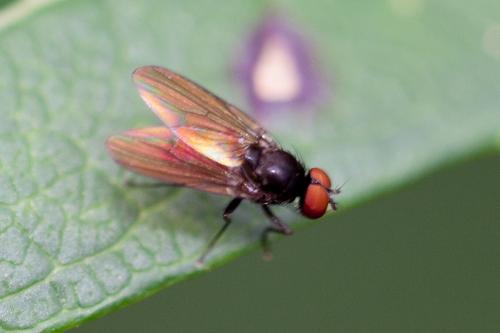 Réf. 194 418 : Azelia sp.
