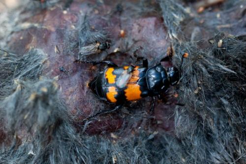Réf. 194 128 : Nicrophorus sp.
