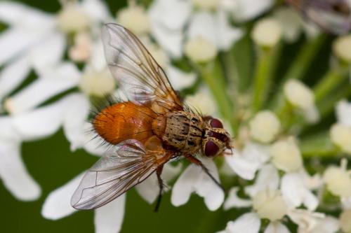 Leskia aurea