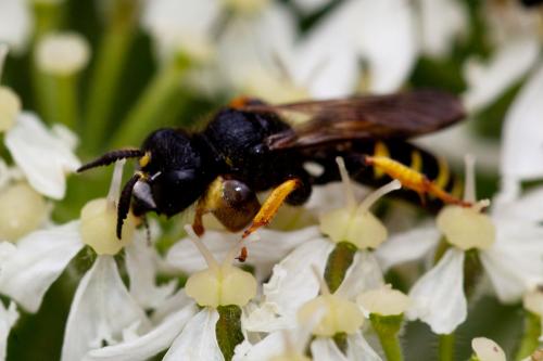 Crabro cribrarius