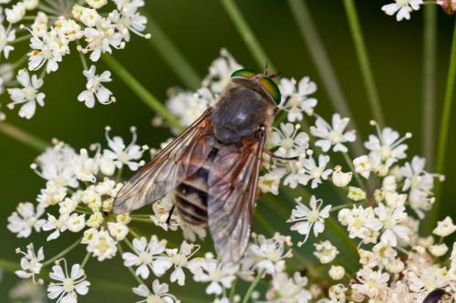 Philipomyia aprica