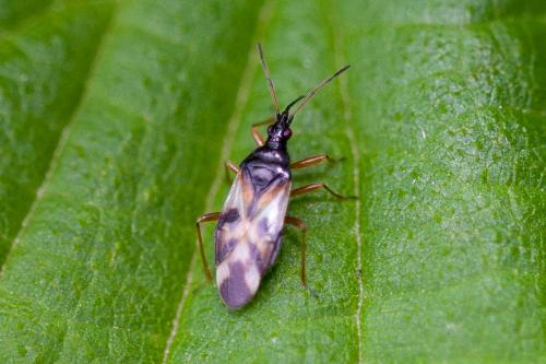 Anthocoris nemorum