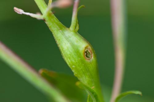 Réf. 194 045 : Mompha sturnipennella