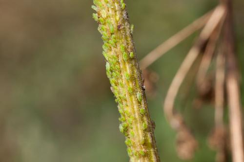 Cavariella sp.