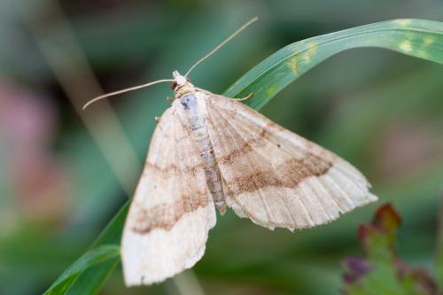 Réf. 194 437 : Scotopteryx chenopodiata