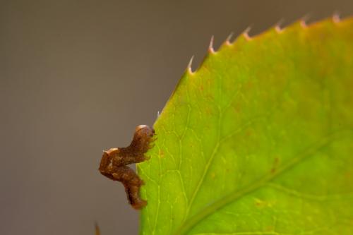 Pareulype berberata