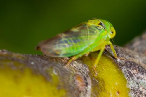 Réf. 194 342 : Populicerus sp.