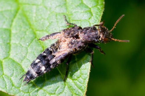 Ontholestes sp.