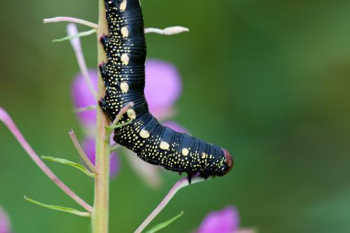 Hyles gallii