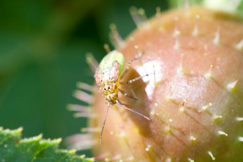 Lygus sp.