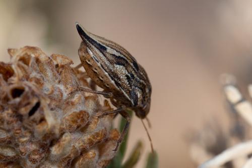 Odontotarsus caudatus