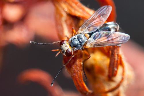 Cylindromyia rubida