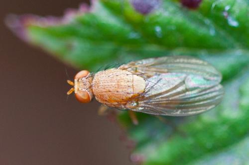Minettia sp.