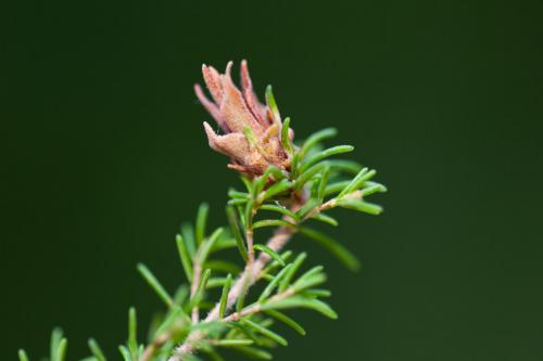 Dasineura ericaescopariae