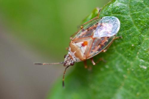 Réf. 194 570 : Kleidocerys sp.