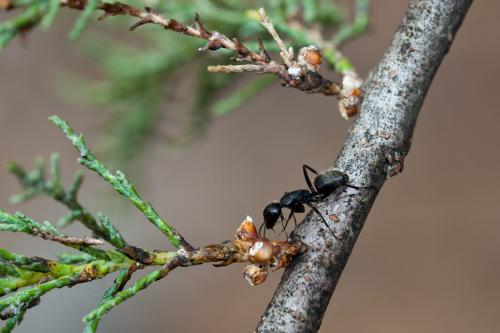Réf. 194 793 : Camponotus vagus