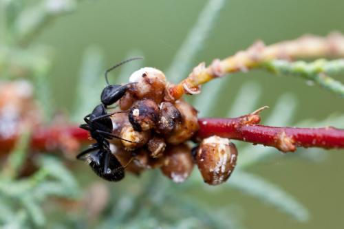 Réf. 194 804 : Camponotus vagus
