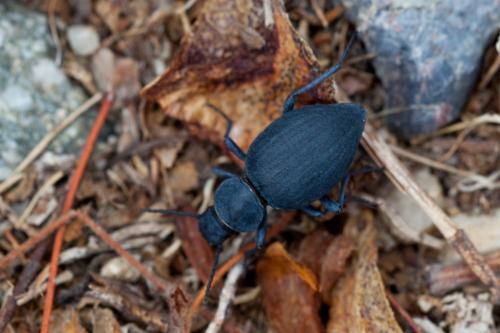 Tentyria sp.
