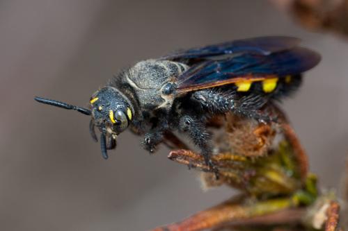 Réf. 194 705 : Colpa sexmaculata