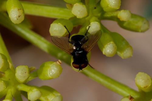 Réf. 194 704 : Phasia barbifrons