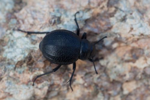 Pimelia payraudi