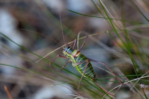 Réf. 194 819 : Ephippiger diurnus diurnus