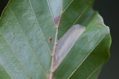 Phyllonorycter maestingella