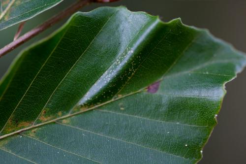 Phyllonorycter maestingella