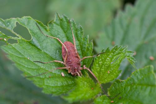 Odiellus troguloides