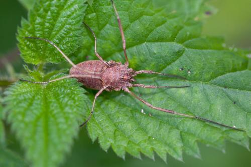 Odiellus troguloides