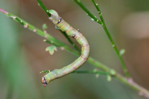 Réf. 194 888 : Biston betularia