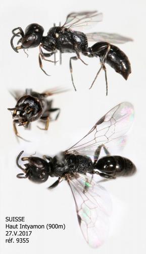 Passaloecus gracilis