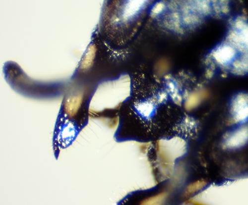 Passaloecus gracilis