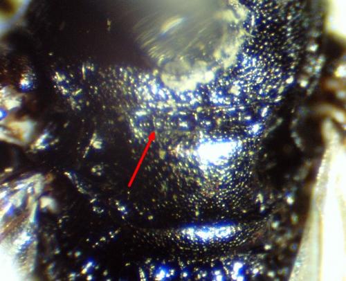 Passaloecus gracilis