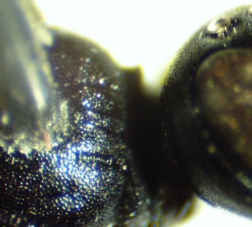 Passaloecus gracilis