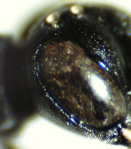 Passaloecus gracilis