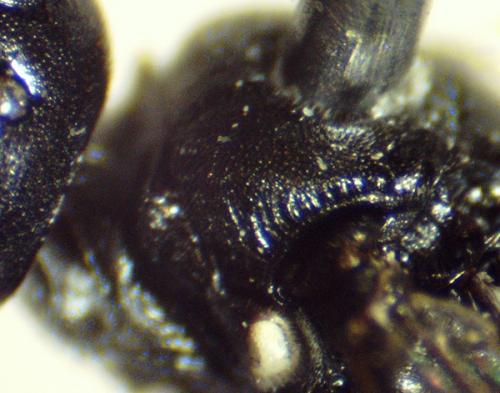 Passaloecus gracilis