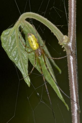Mesida sp.