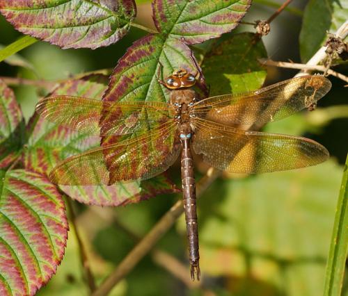 Aeshna grandis