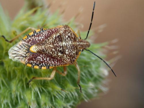 Agonoscelis versicoloratus