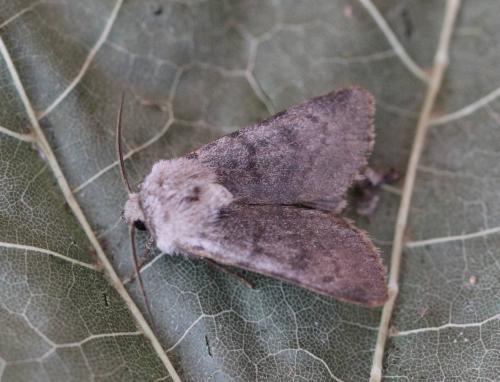 Réf. 194 858 : Agrotis simplonia