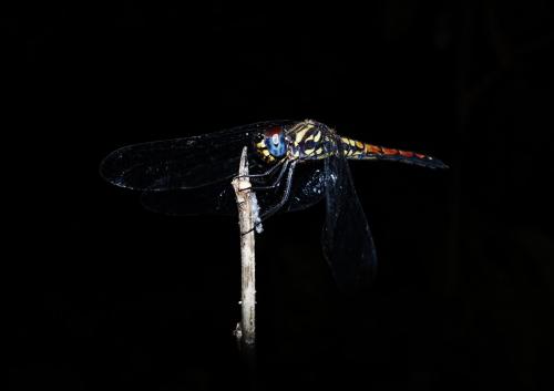 Trithemis maia