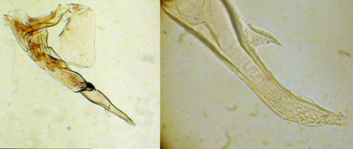 Androniscus sp.