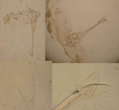 Androniscus sp.